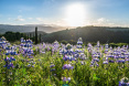 16 Oak Meadow Lane Carmel Valley CA 19