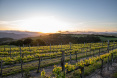 16 Oak Meadow Lane Carmel Valley CA 20