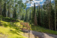 82 Winding Way Road, Aspen 26