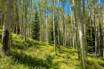 82 Winding Way Road, Aspen 38