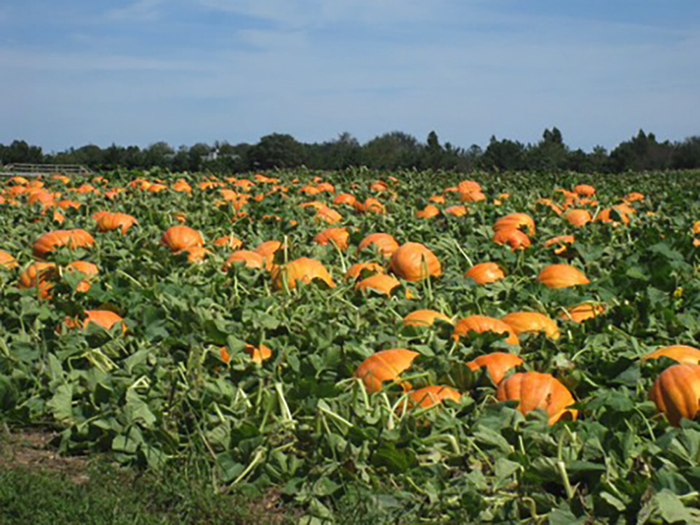 Hamptons Harvest 2