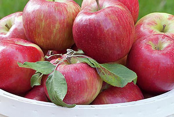 Hanks Pumpkintown Blog