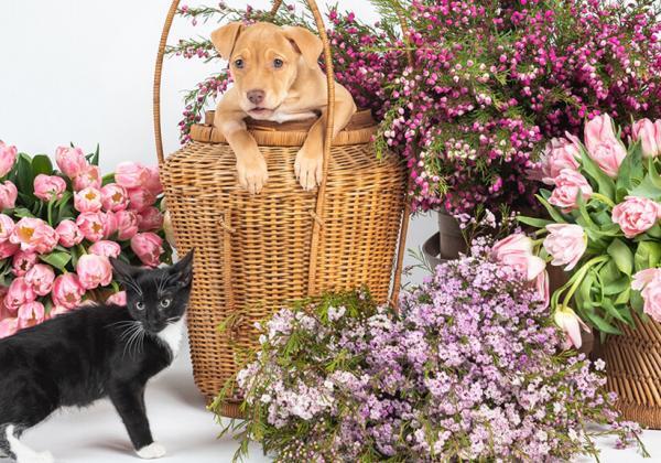 Animal Attraction Main