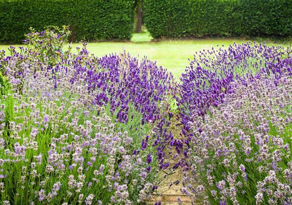 Out and About Garden Soiree Main