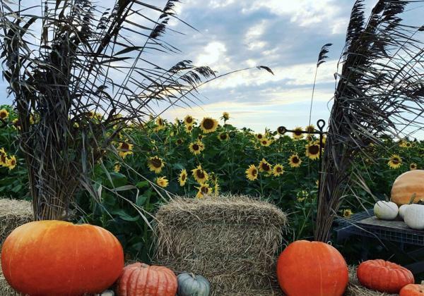 Apple Pumpkin Hamptons Main