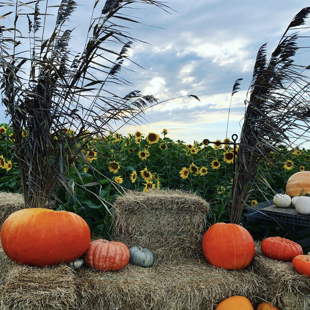 Pumpkin And Apple Recipes Magazine