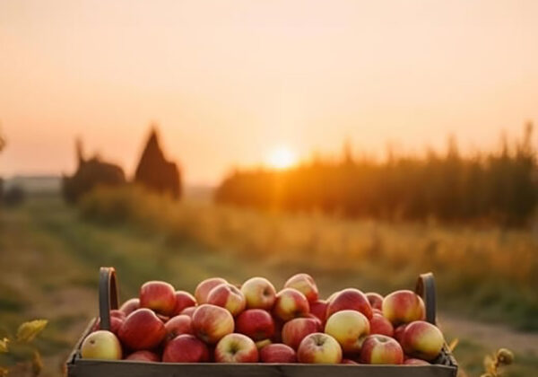 harvest